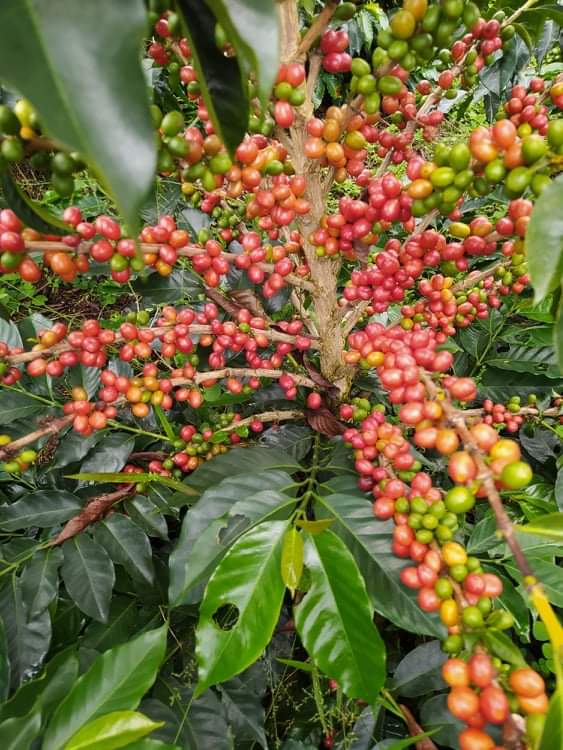 10696463020495252 tmp semillas bourbon rosado finca la florida 4 10696463020495252 tmp semillas bourbon rosado finca la florida 4